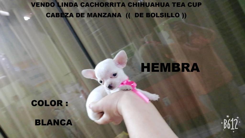 Vendo Hermosos Cachorritos Chihuahuas Tea Cup Cabeza De
