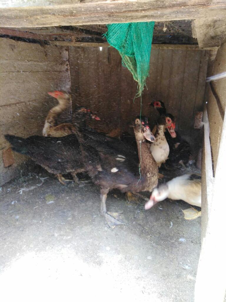 Vendo Patos Macho Hembra