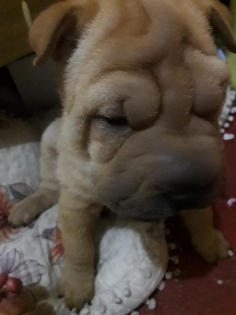 Vendo Sharpei Machitomotivo de Viaje