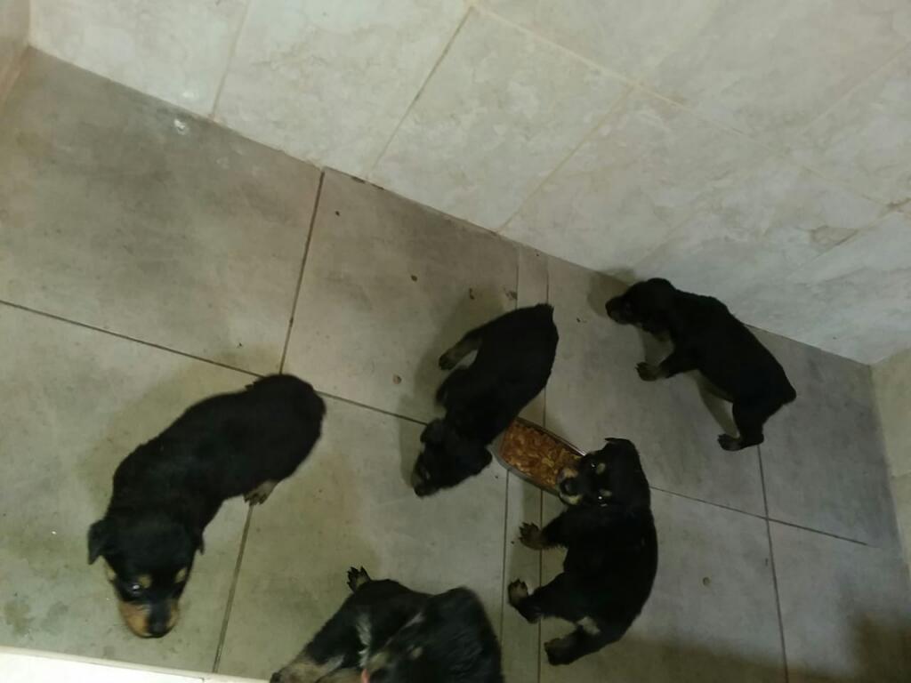 Venta de Cachorros Rottweiler