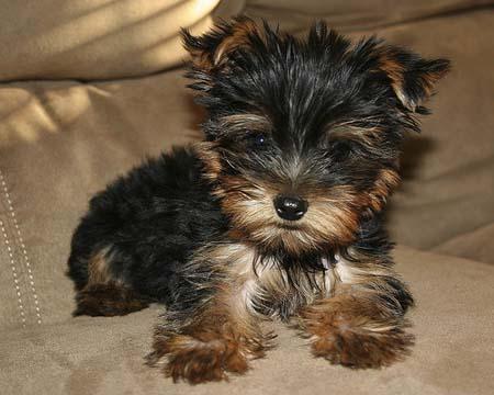 Yorkshire terrier