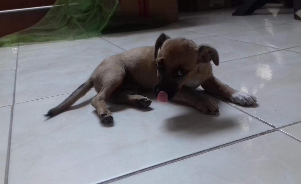 Algun Cachorro para Adoptar