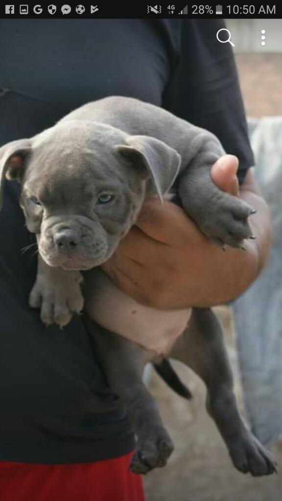 American Bully Exótic