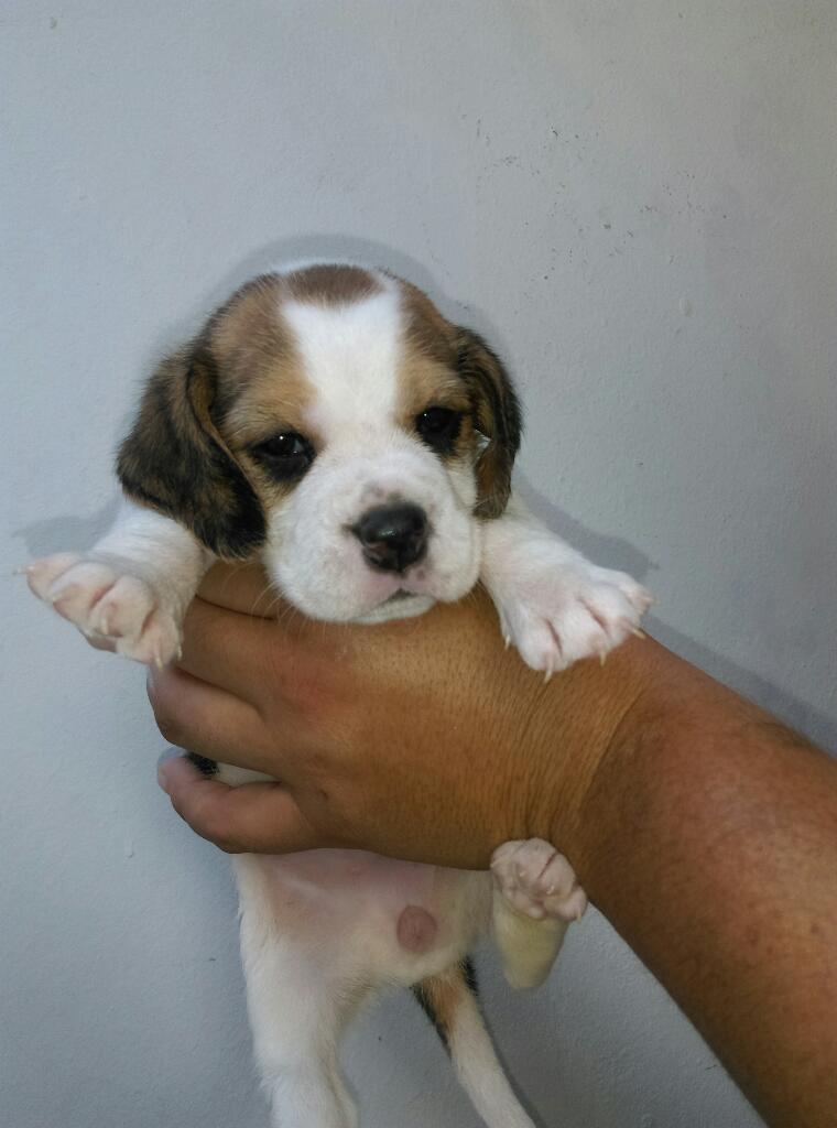 Beagle Ingles Chiclayo.