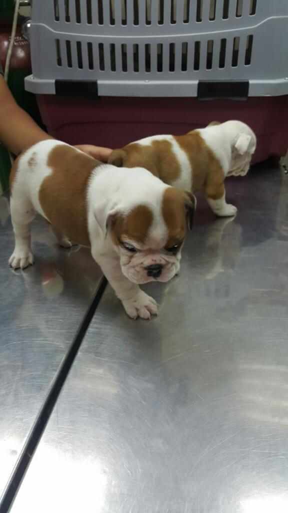 Bellos Bulldog Ingles Cachorros