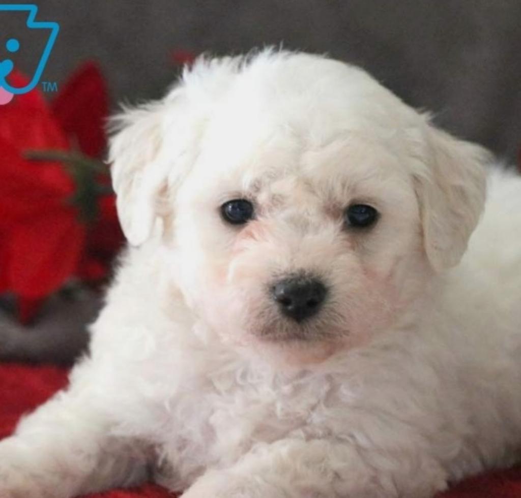 Bichon Frise Macho