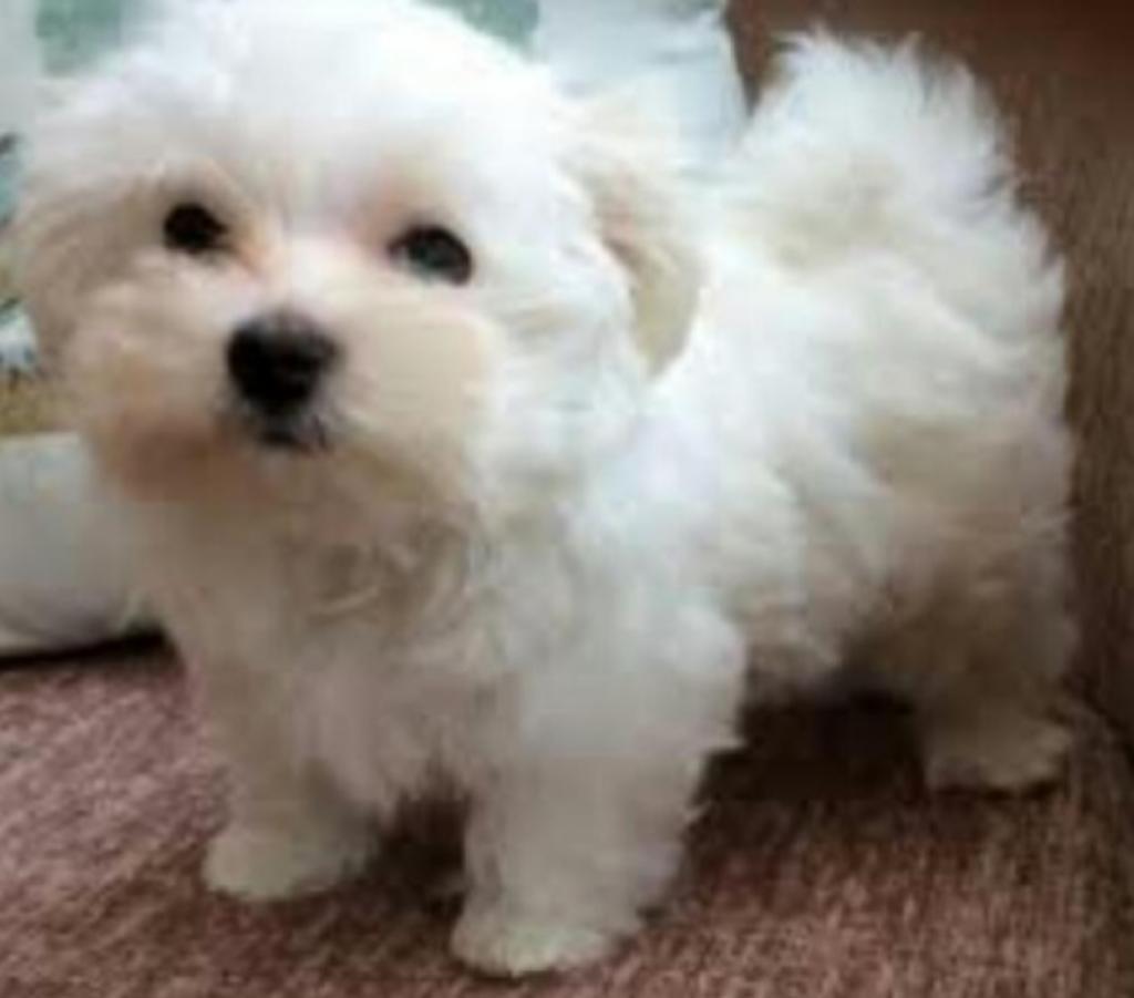 Bichon Maltés