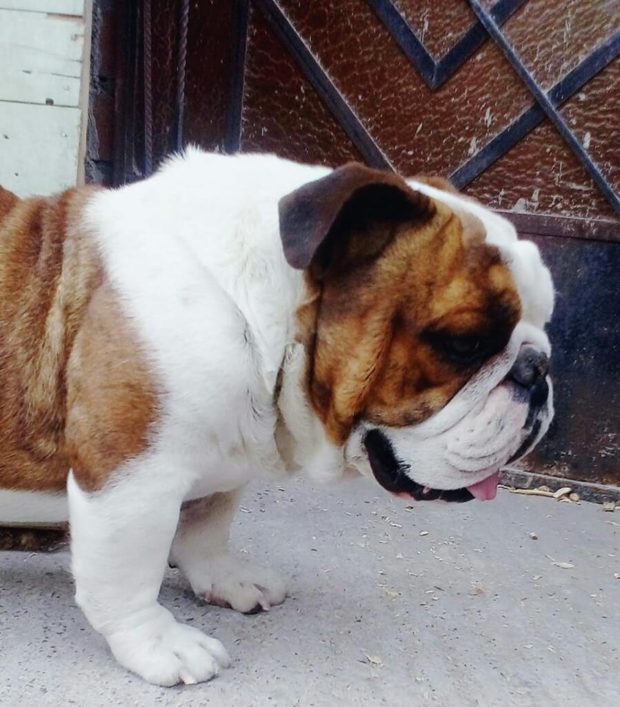 Bulldog Ingles