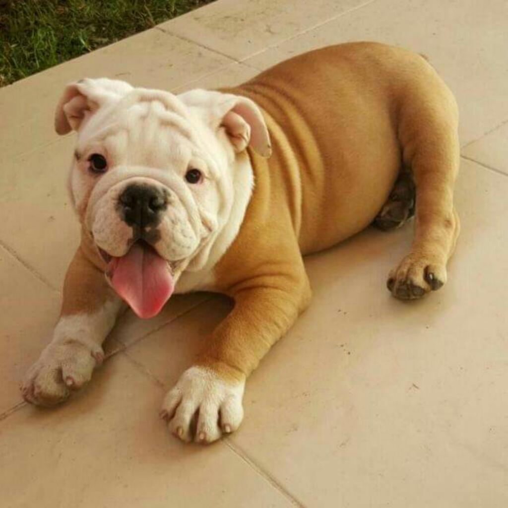 Bulldog Ingles