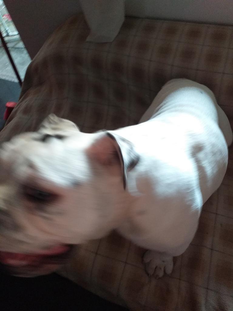 Bulldog Ingles de 8 Meses Vacunado..