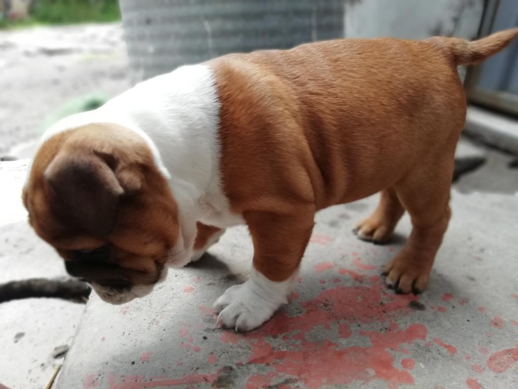 Bulldog Inglés Arequipa 