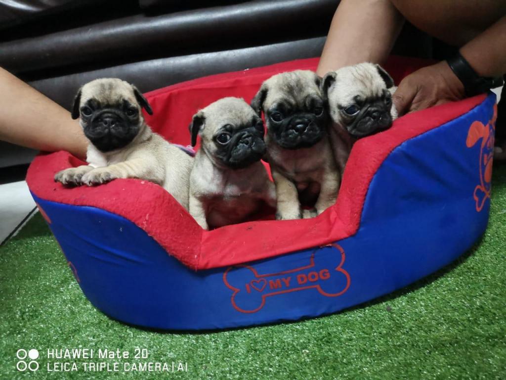 CACHORROS PUG CARLINO HEMBRAS MACHOS 