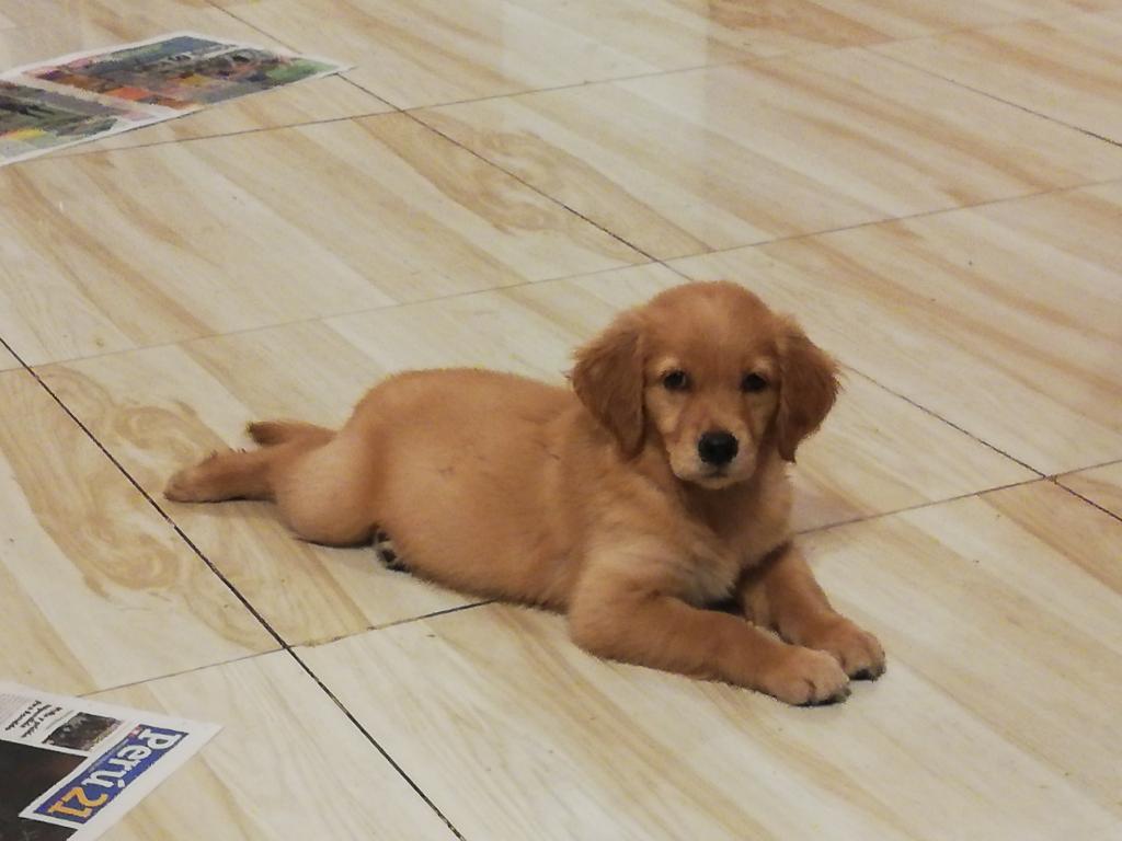 Cachorra Golden Retriever