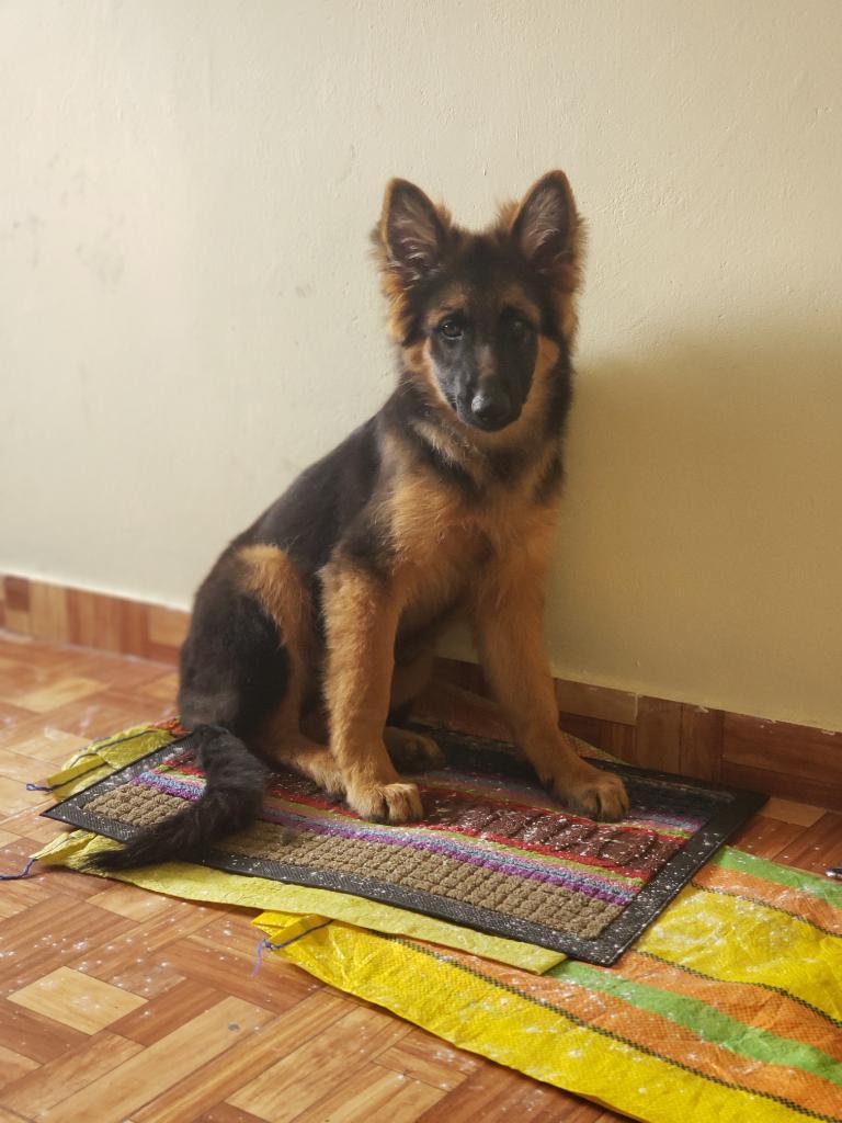 Cachorra Pastor Aleman