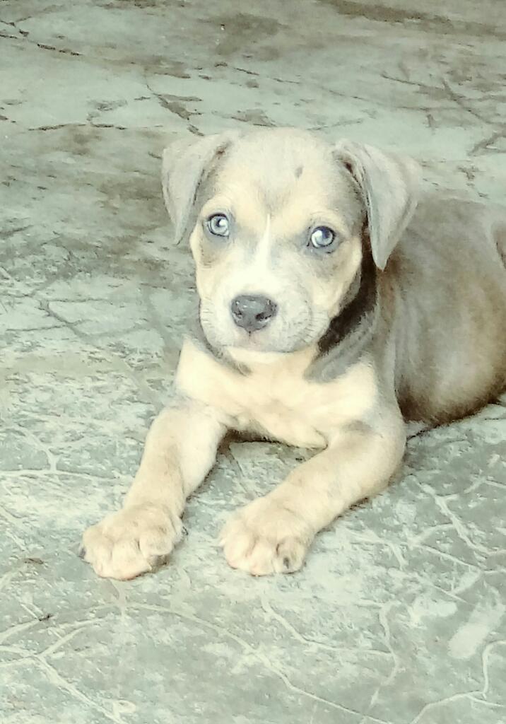 Cachorras Pitbull.