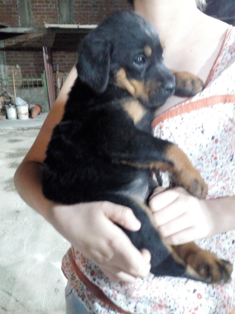 Cachorras Rottweiler