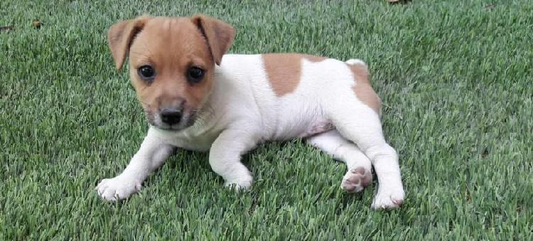 Cachorrita Jack Russell Terrier