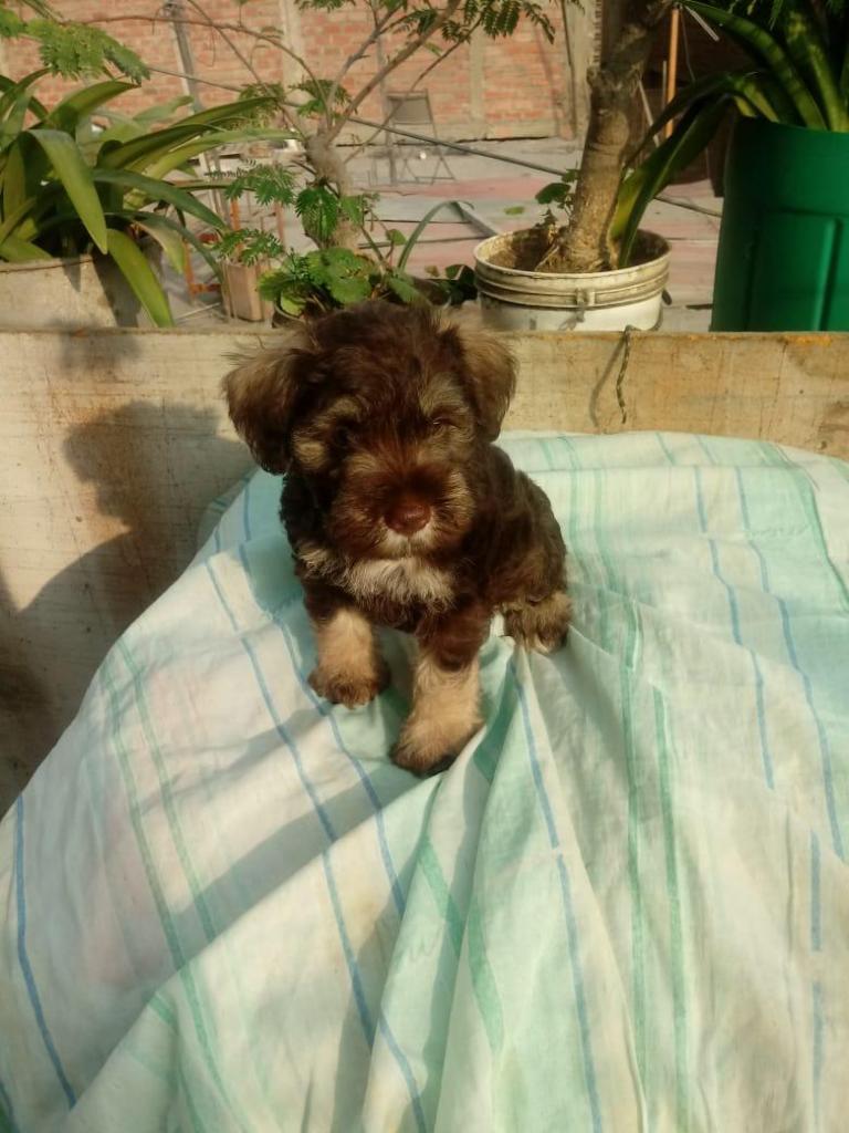 Cachorrita Schnauzer Color Chocolate