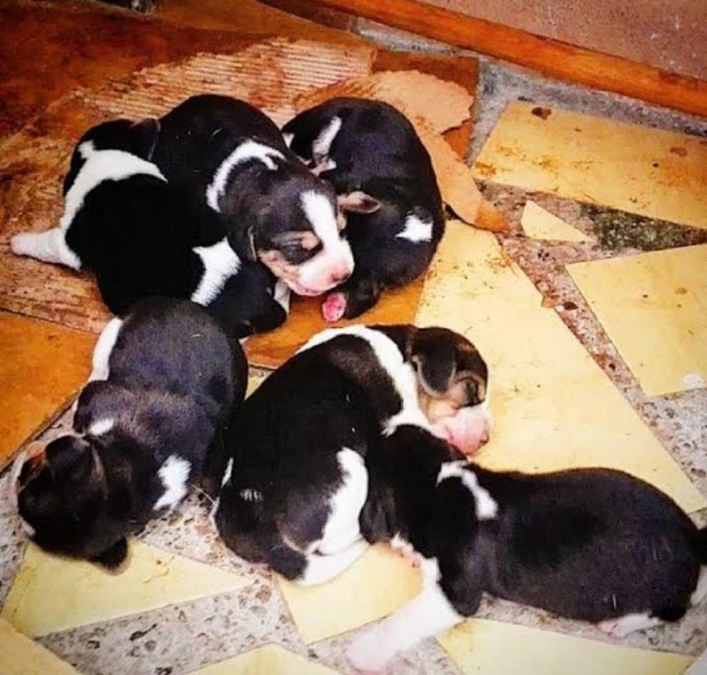 Cachorritos Beagles 45 Días D Nacidos