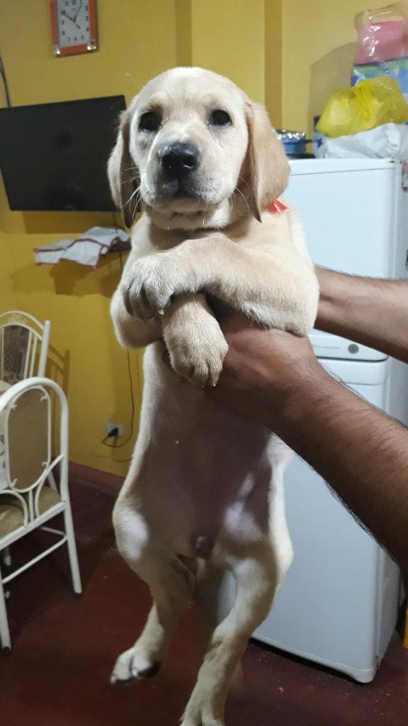 Cachorro Labrador