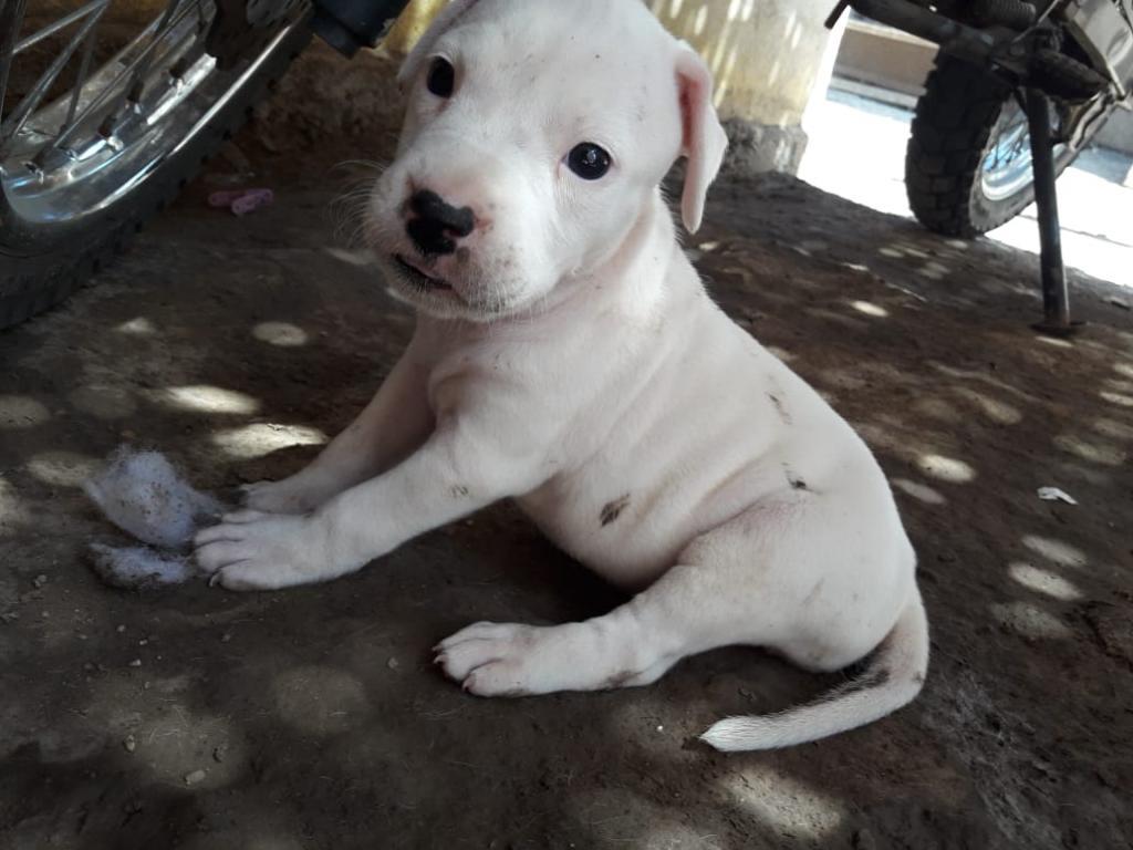 Cachorros Dogo Argentino