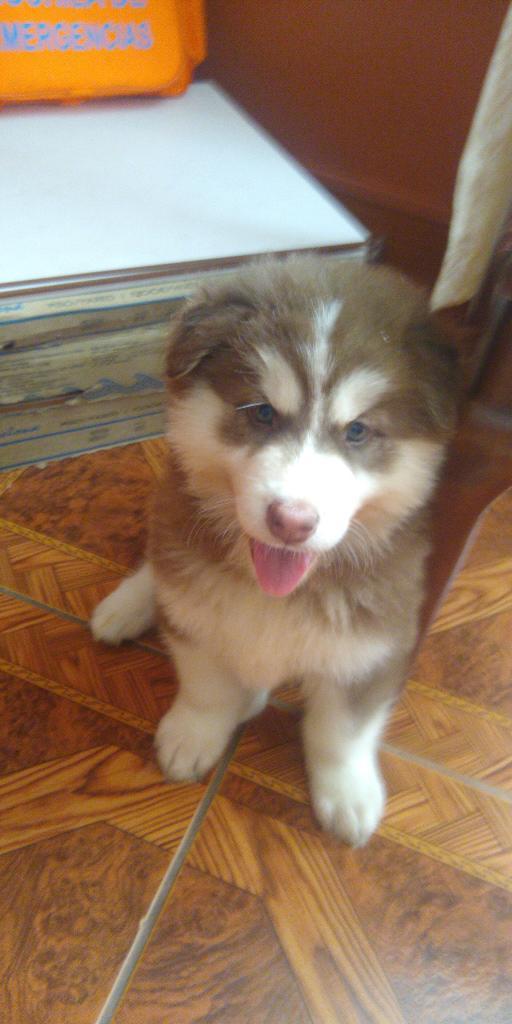 Cachorros Malamute