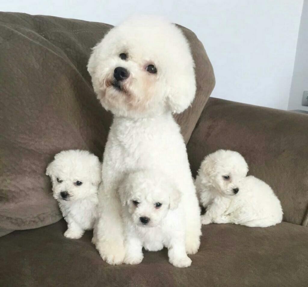 Cachorros Poodle Toy Mini