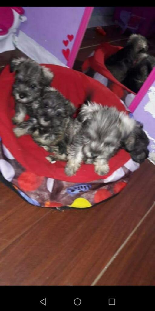 Cachorros Schnauzer Miniatura