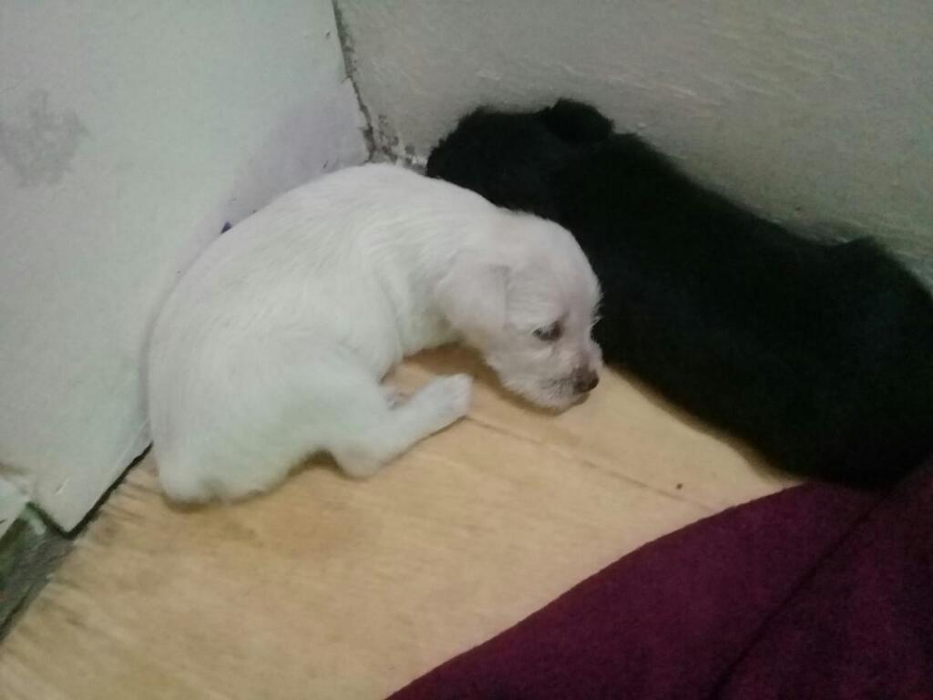 Cachorros Schnauzer en Venta