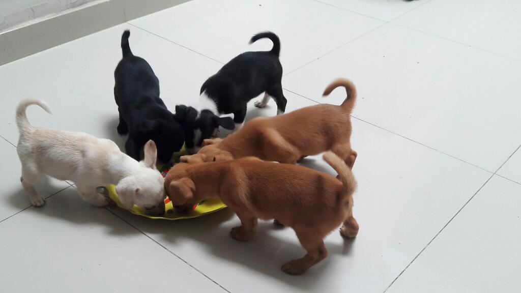 Chihuahuas Disponibles