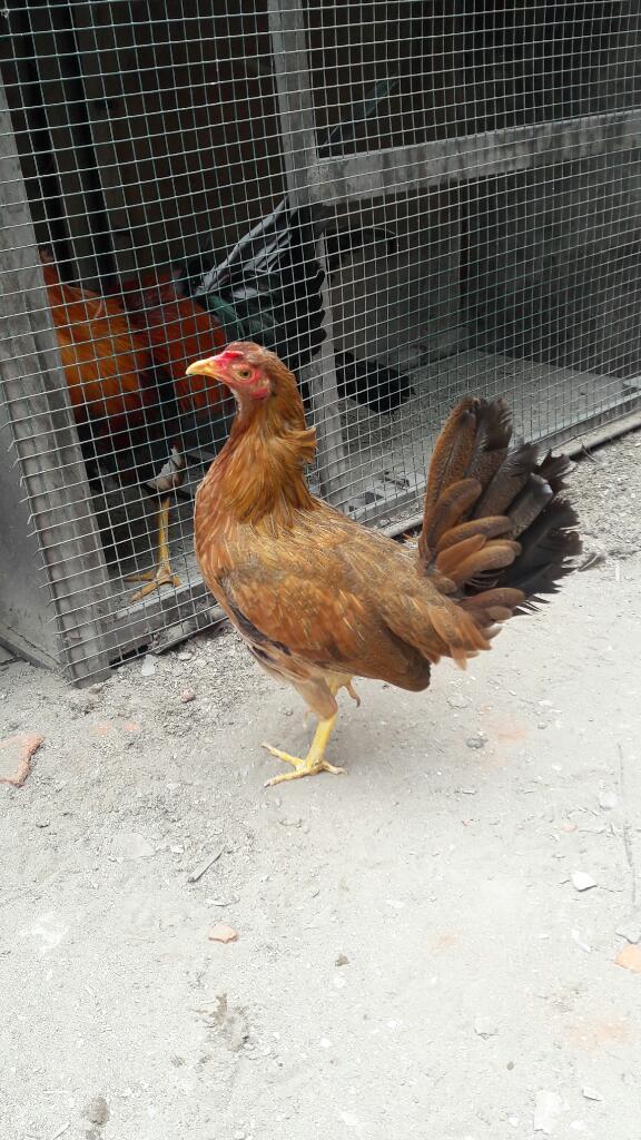 Gallinas Disponibles