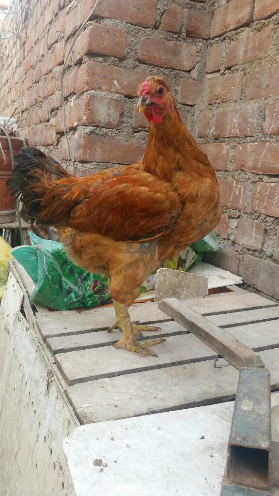 Gallo Criollo