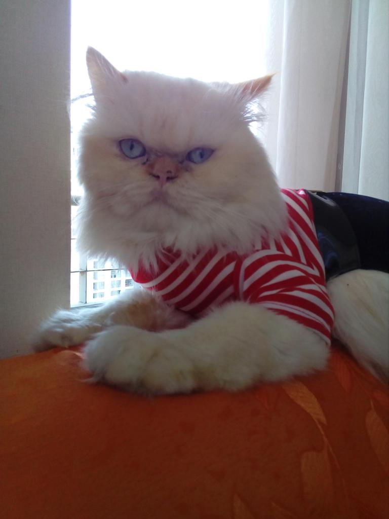 Hermoso gato persa en MONTA