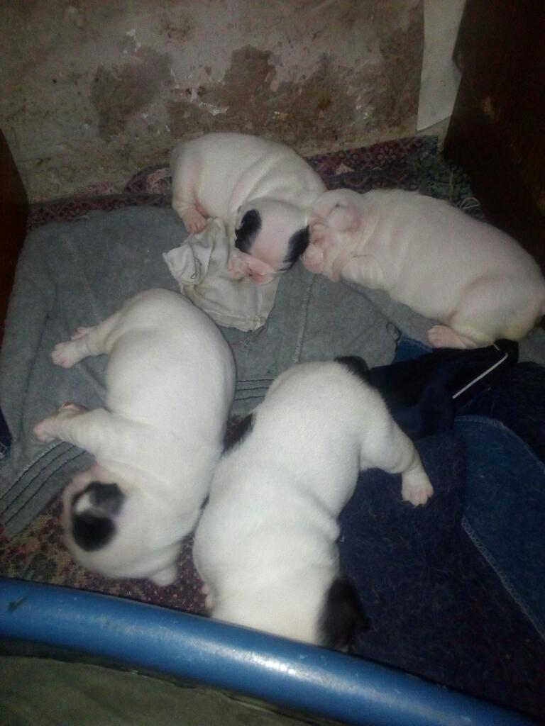 Hermosos Bulldog Frances de Un Mes