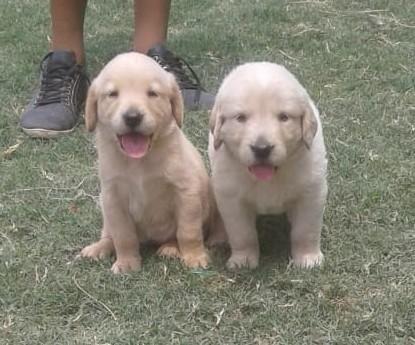 Hermosos Cachorros Labrador Golden