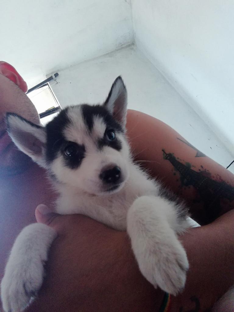 Husky Siberianas, Manto Negro Y Plomizo