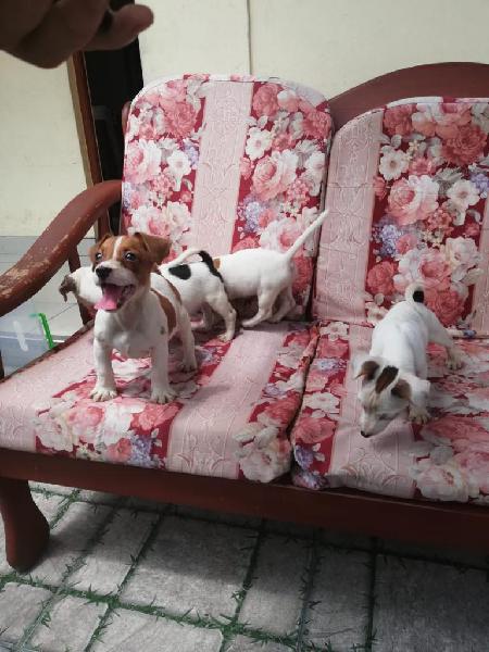 Jack Russell Hermosos Cachorros