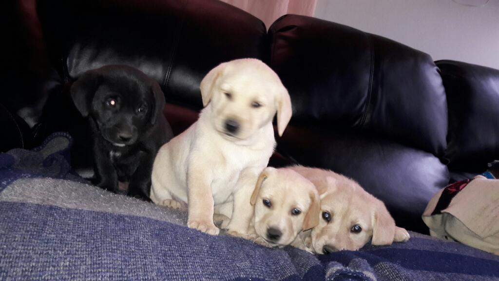 Labradores Cachorros en Venta