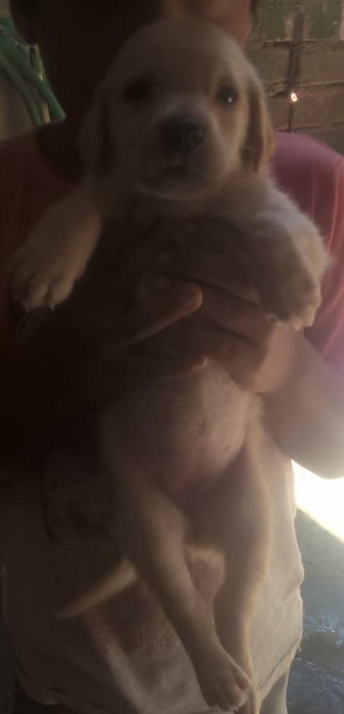 Labradorr a La Venta