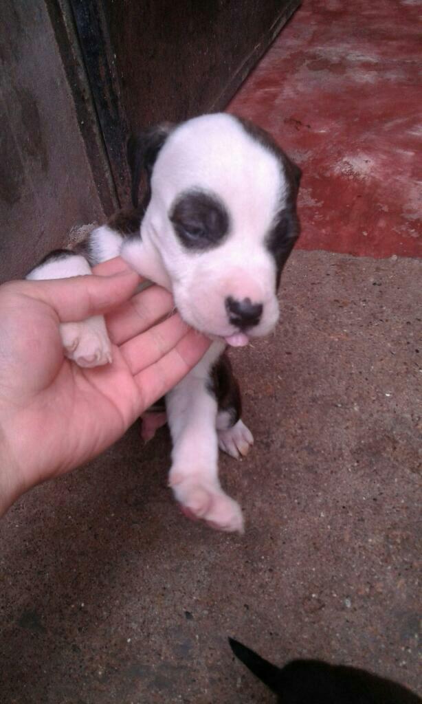 Lindo Cachorrytos Pidbull Terrier