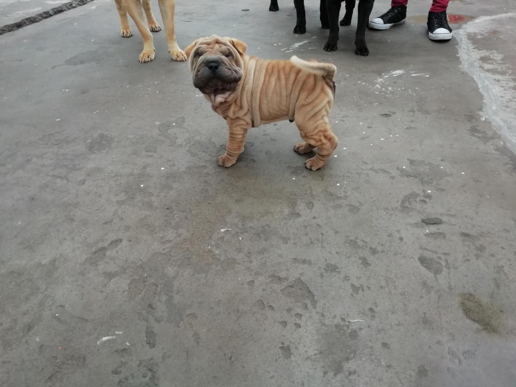 Ocasion sharpei