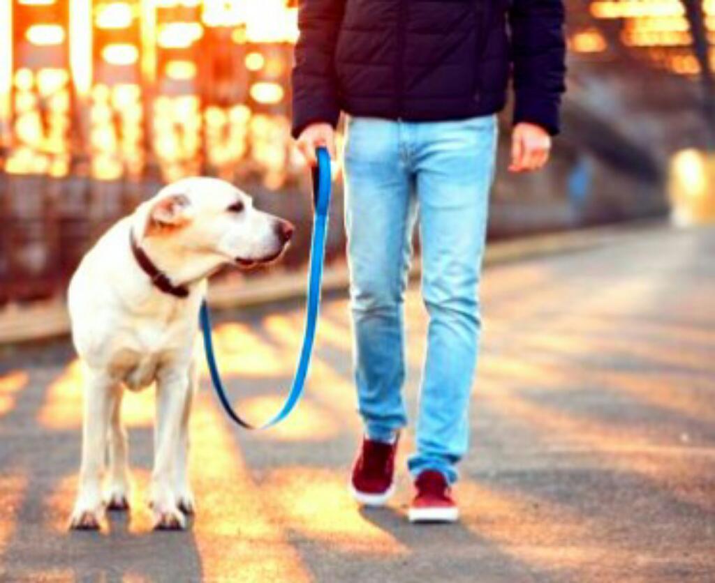 Paseadora de Perros