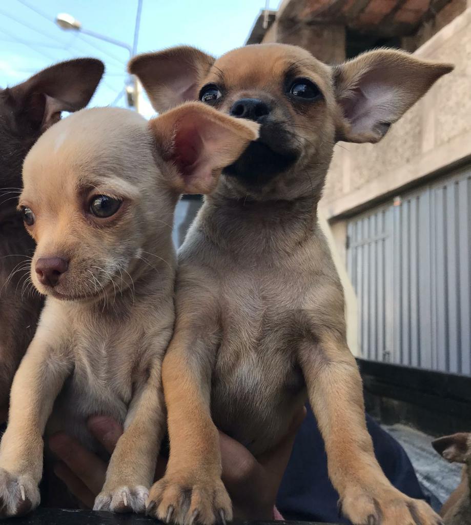 Perritos Chihuahua