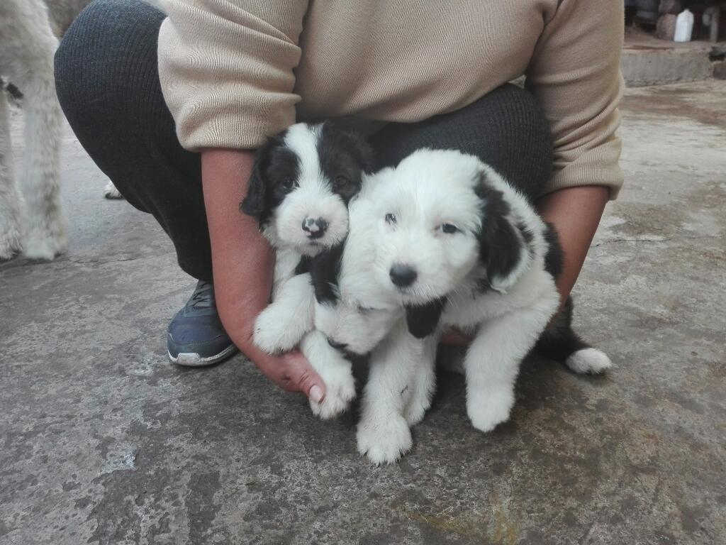 Perritos Ovejeros