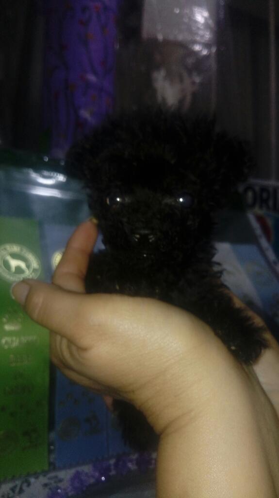 Poodle Micro Toy