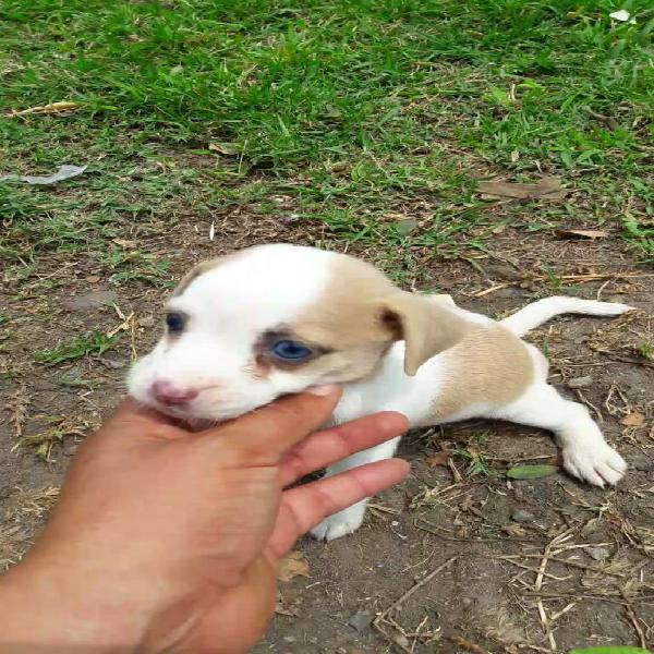 Remato X Viaje Jack Russel