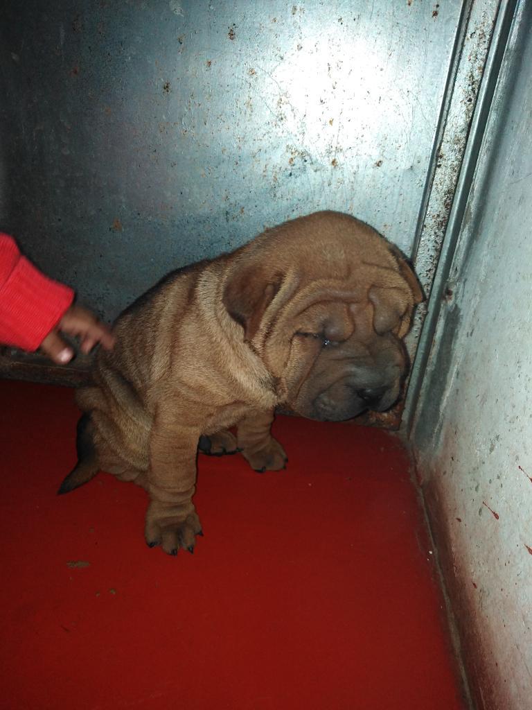 Renato Sharpei