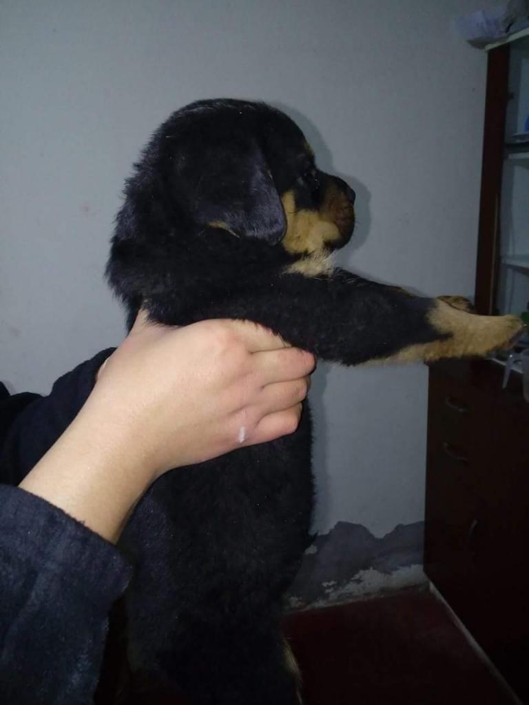 Rottweiler aleman de muy buena estrucutura brinda servicio