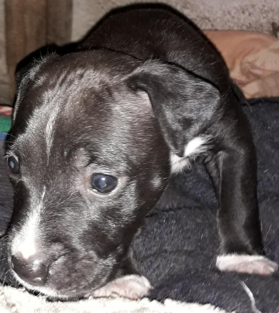 Se Vende Cachorros Pitbull Cruzado