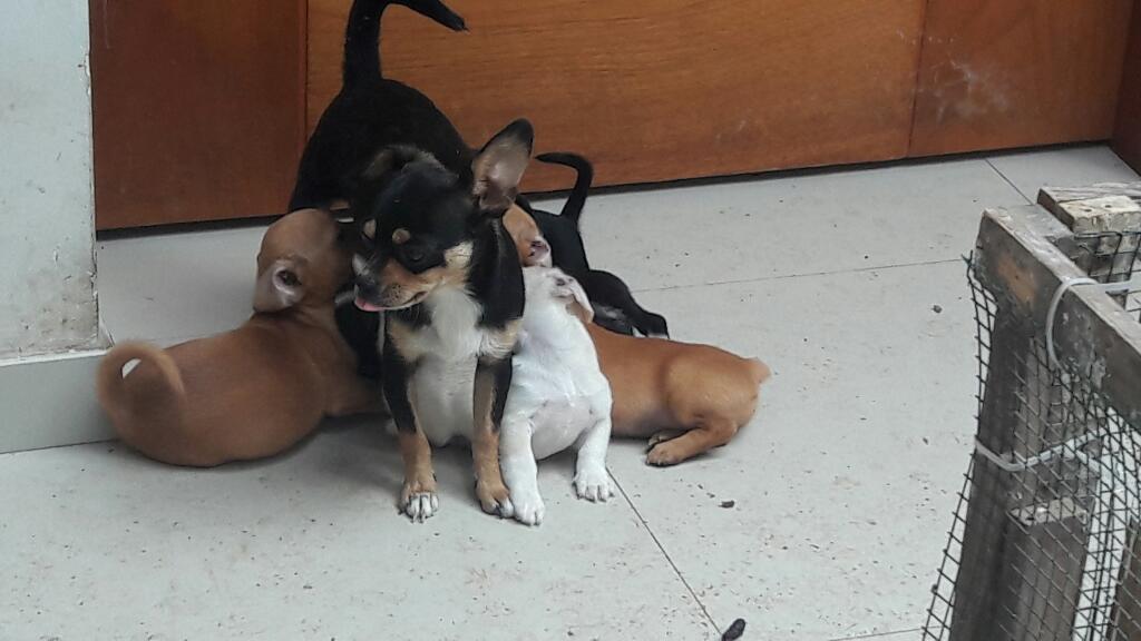 Se Vende Chihuahuas